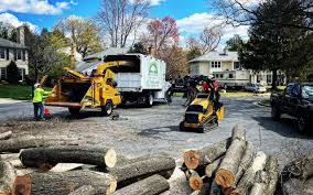 Best Tree Cabling and Bracing  in West Berlin, NJ