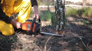 Best Tree and Shrub Care  in West Berlin, NJ