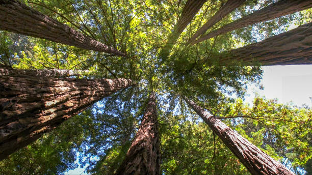 Best Tree Health Inspection  in West Berlin, NJ
