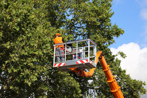 Best Firewood Processing and Delivery  in West Berlin, NJ