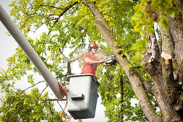 How Our Tree Care Process Works  in  West Berlin, NJ