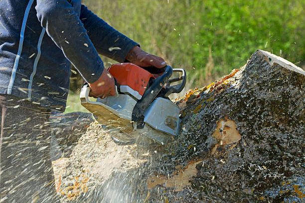 Best Lawn Disease Treatment  in West Berlin, NJ